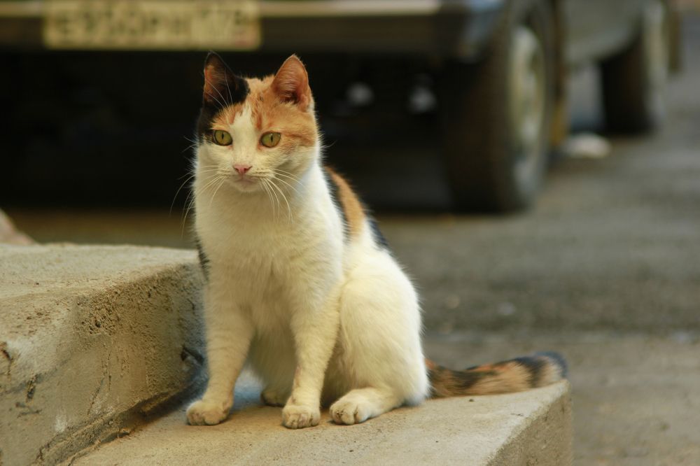 Photograph by Светлана К