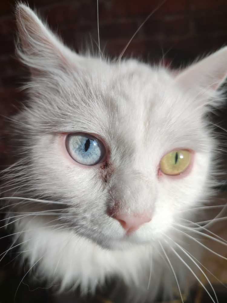 Photograph by Юлия Павленко