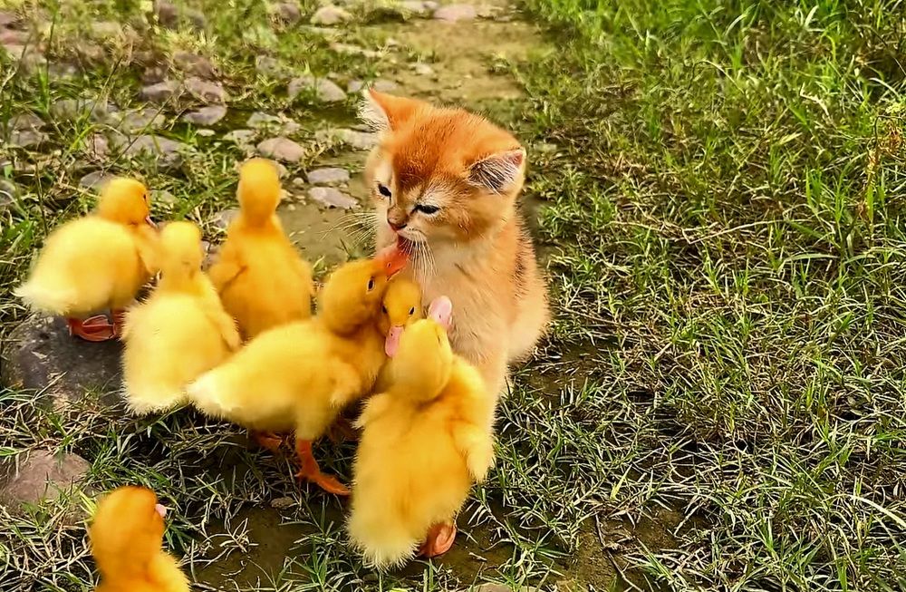 С языка снял