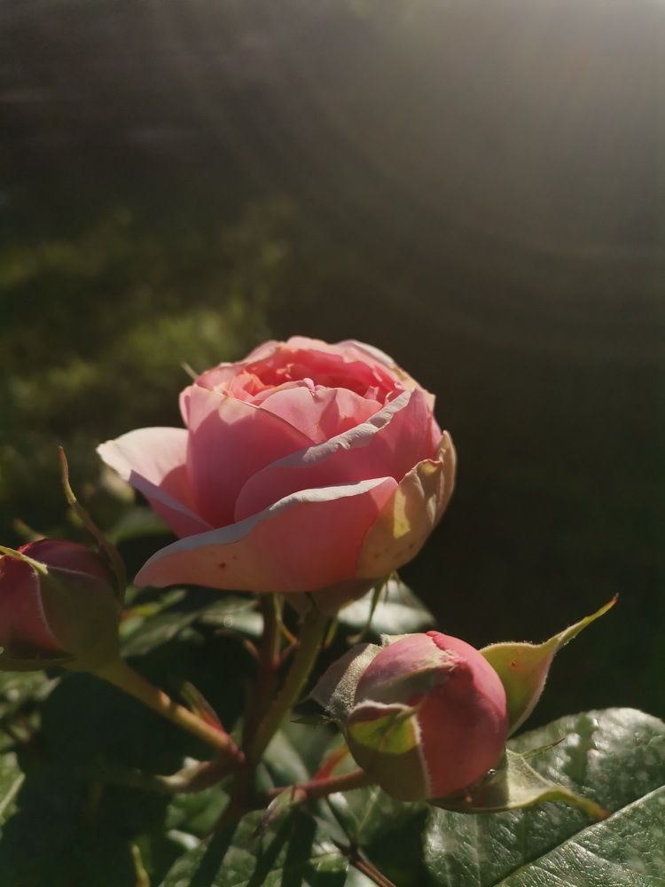 Photograph by Екатерина Романова