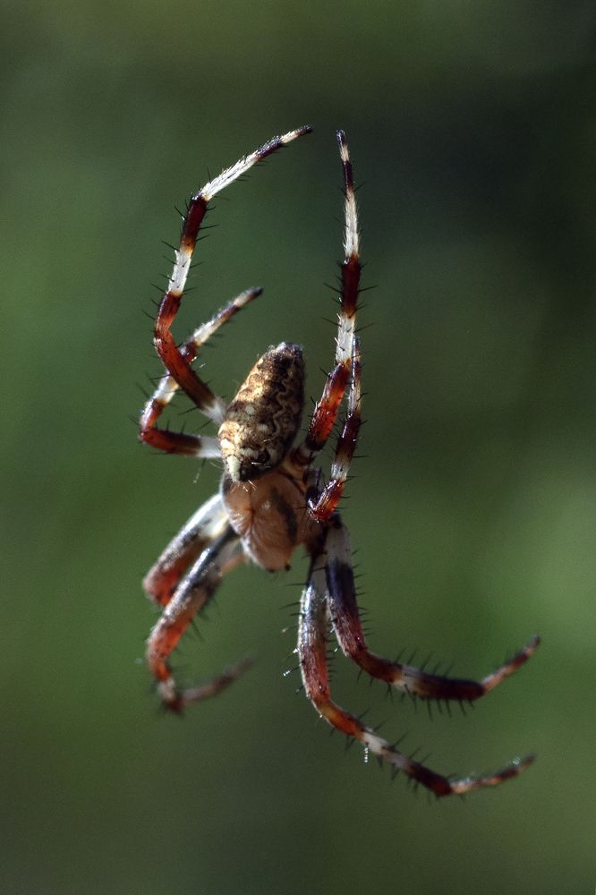 крестовик висит на паутине