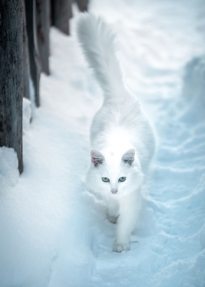 Фотография автора Игорь Васильев