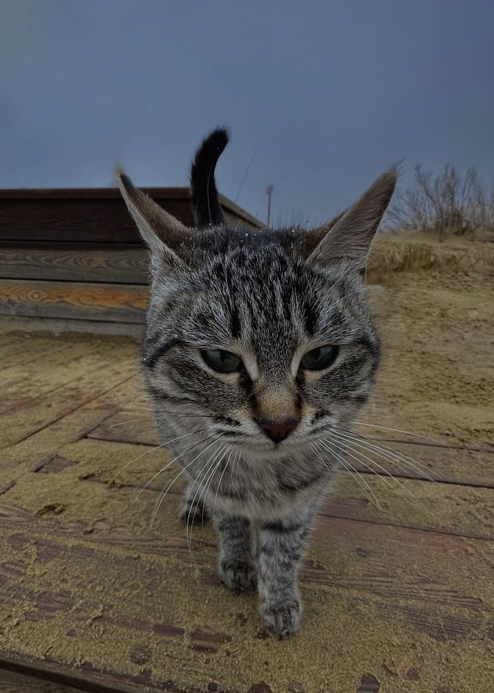 Фотография автора Юлия Косинова