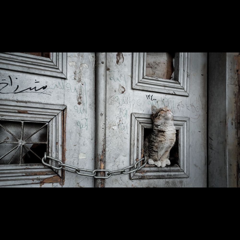 Фотография автора Mohammadian Meysam