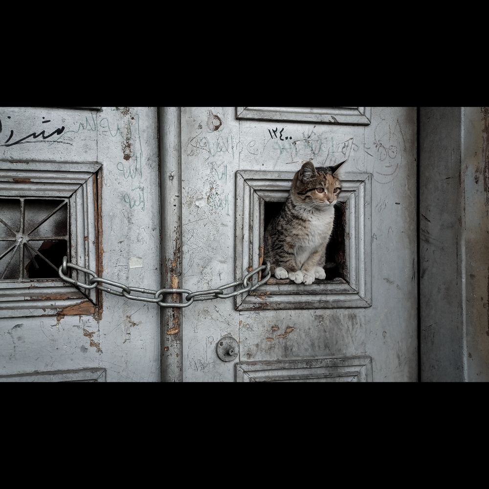 Фотография автора Mohammadian Meysam