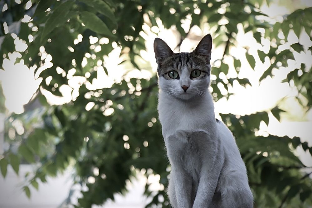 Photograph by Arezoo Samiadel