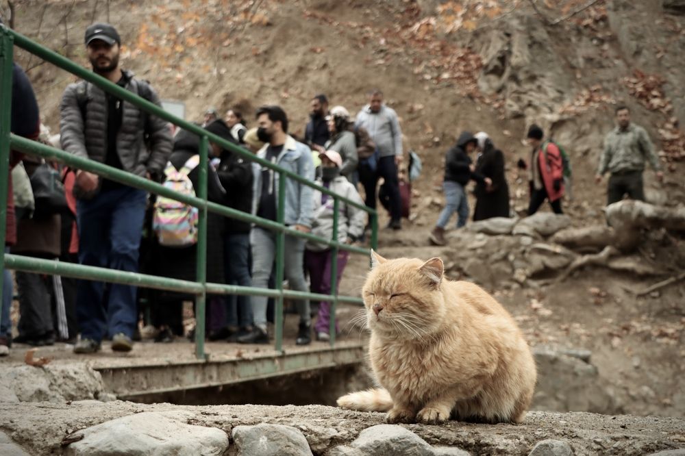 Photograph by Arezoo Samiadel
