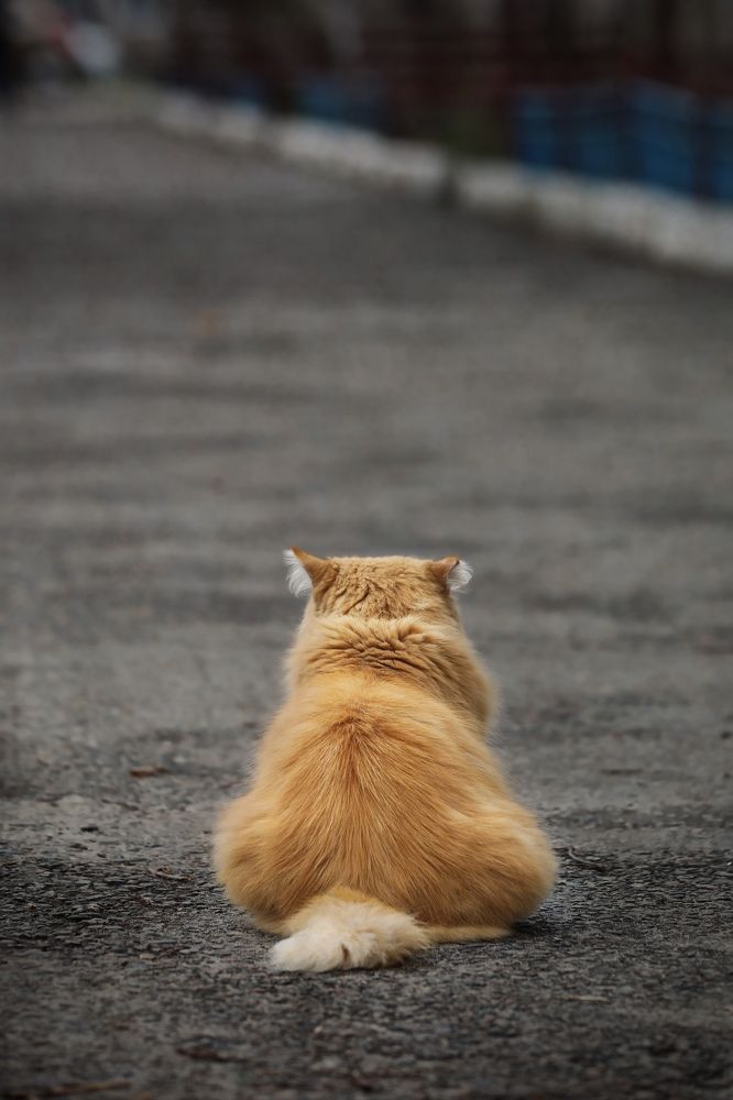 Photograph by Татьяна Бравая