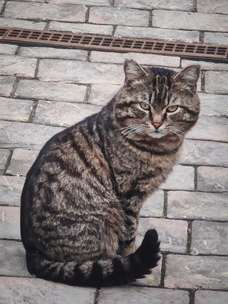 Строгий сибирский котик желает познакомиться...