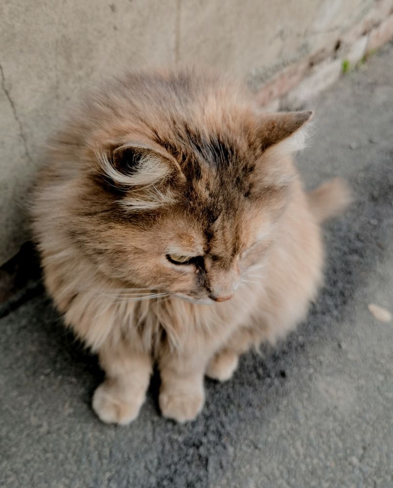 Задумчивый Кулёк