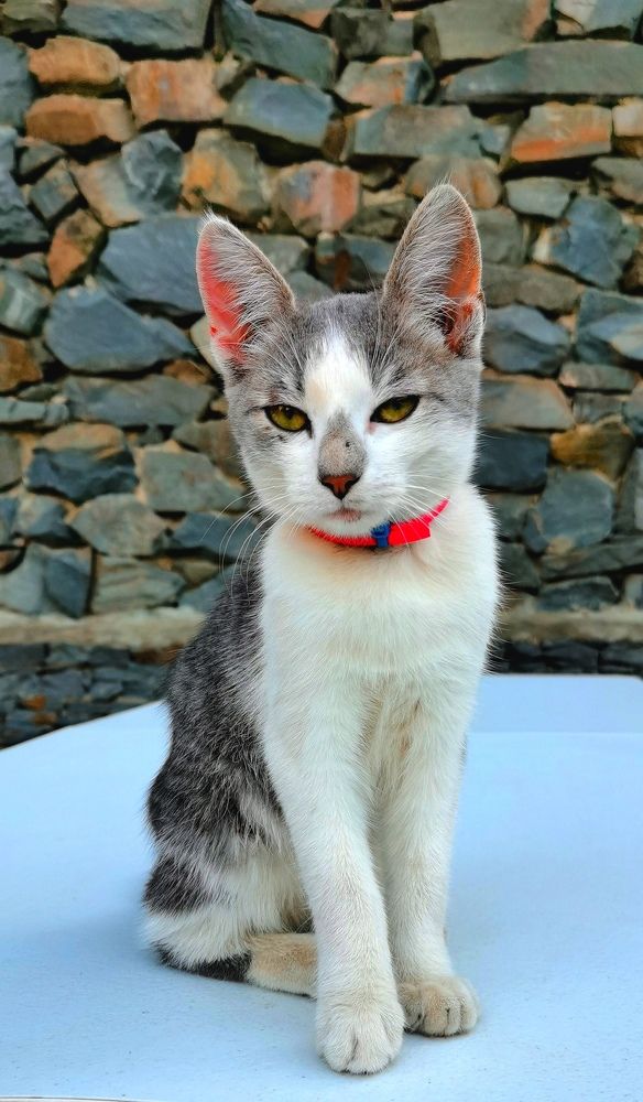 Модель из Недвиговки