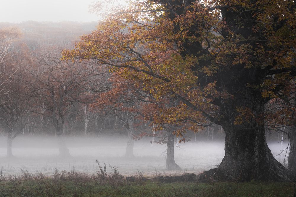 Photograph by Kaneko Atsushi
