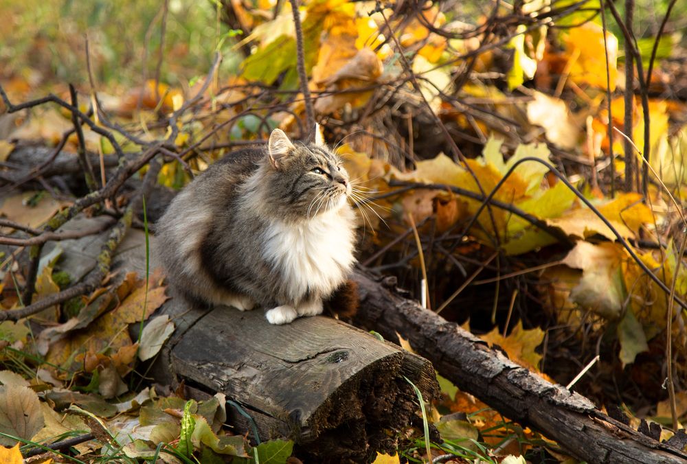 Фотография автора Анна Смирнова