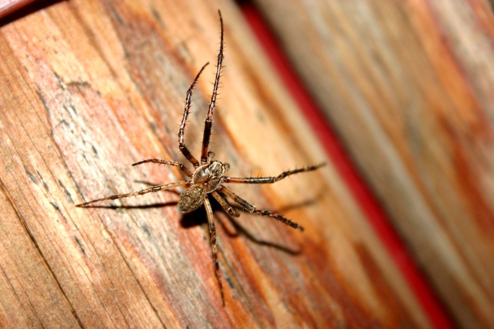 Photograph by Mario Furčák