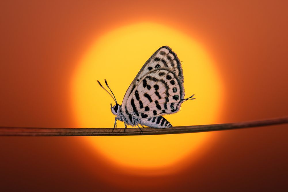 Photograph by Eren Aksoylu