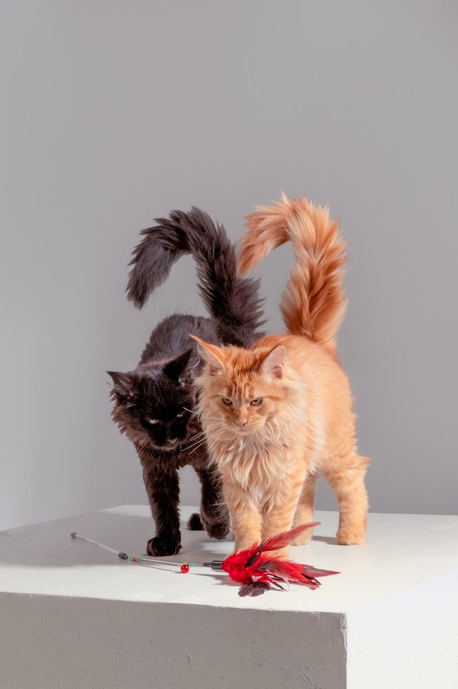 Фотография автора Наталья Якушонок