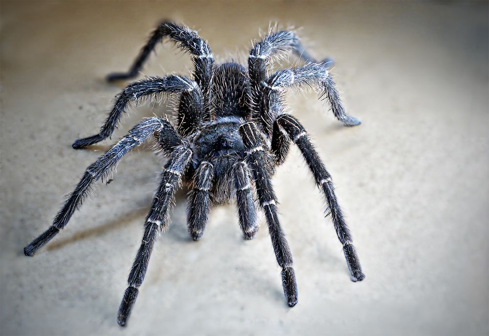 La tarantula