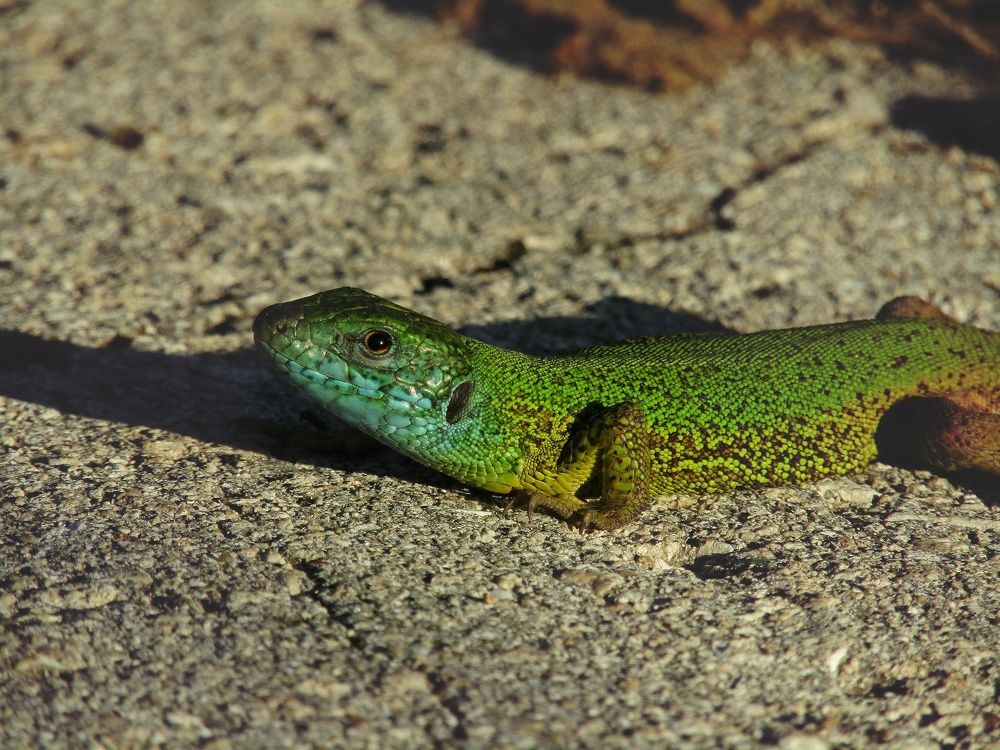 Photograph by Раиса Николаева