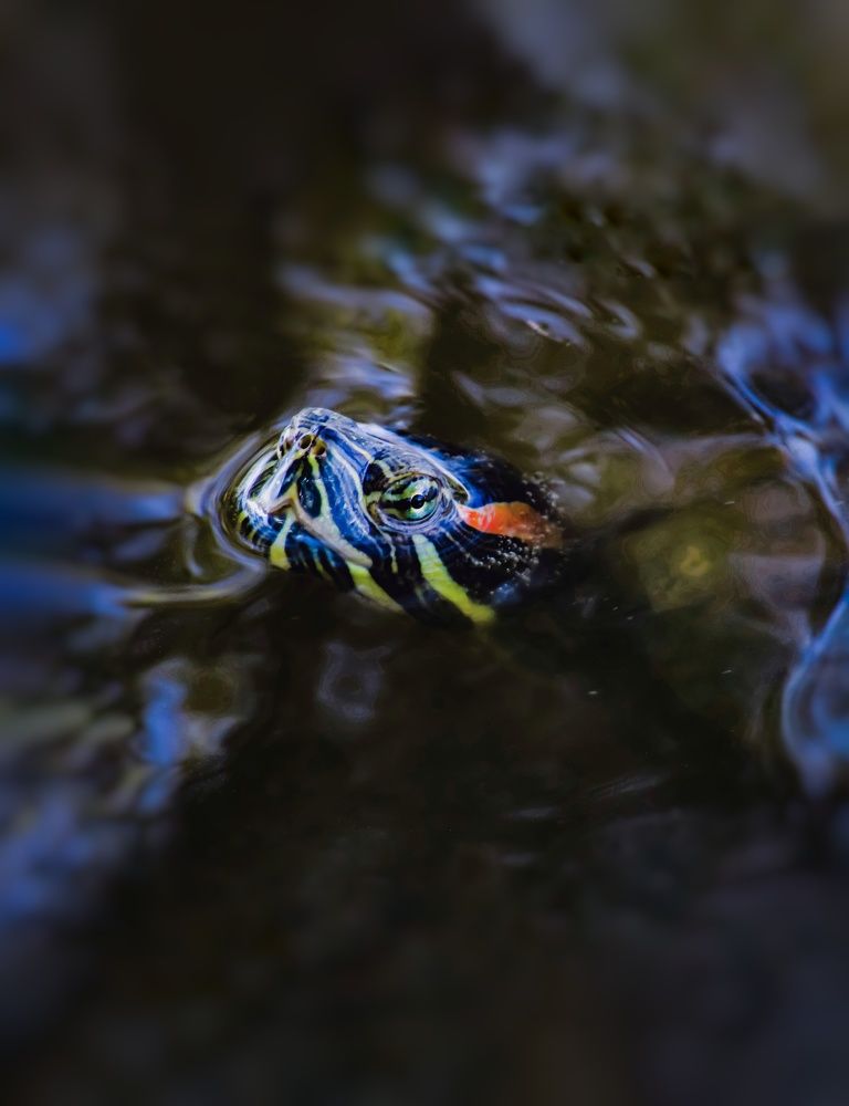 Photograph by Раиса Николаева