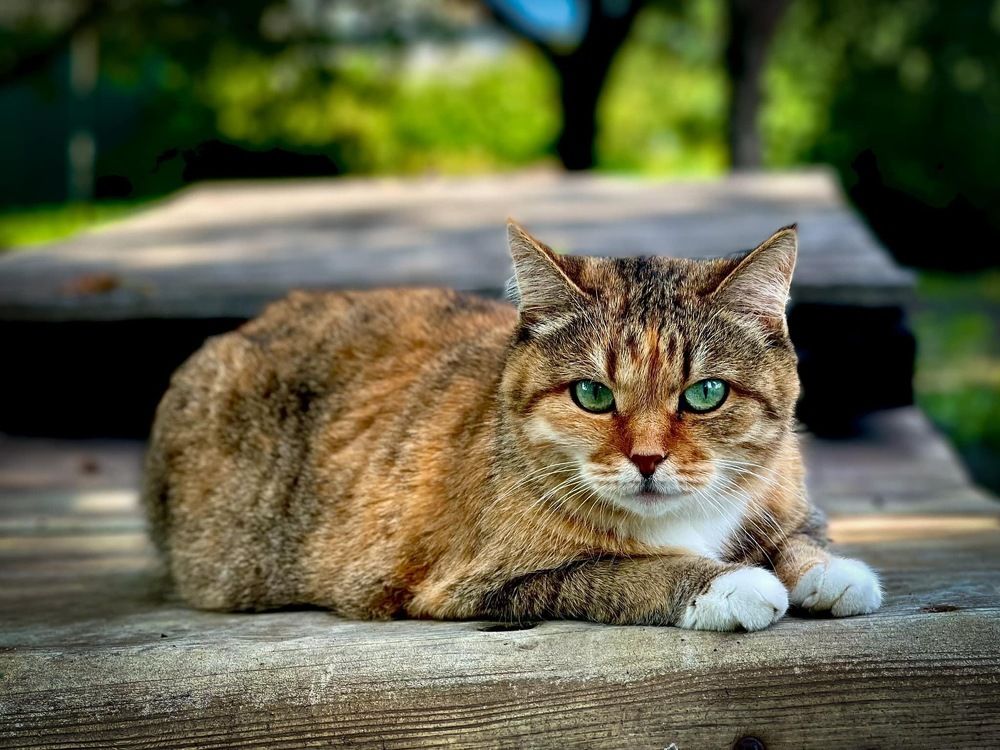 Photograph by Виталий Головащенко