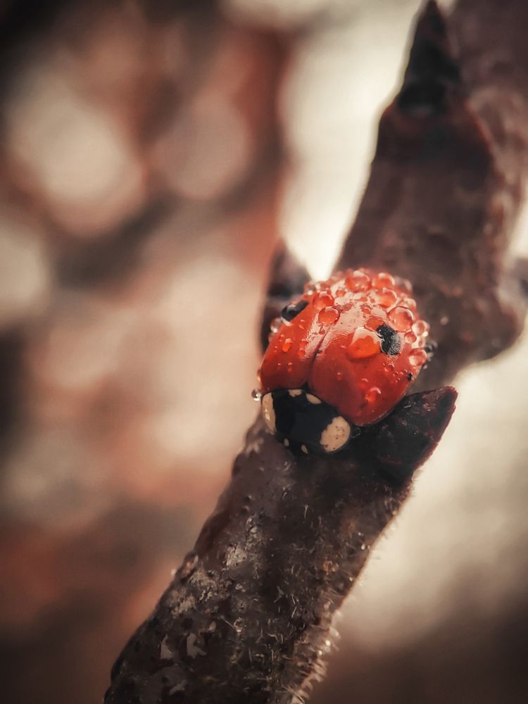 Photograph by Катерина Алексеева