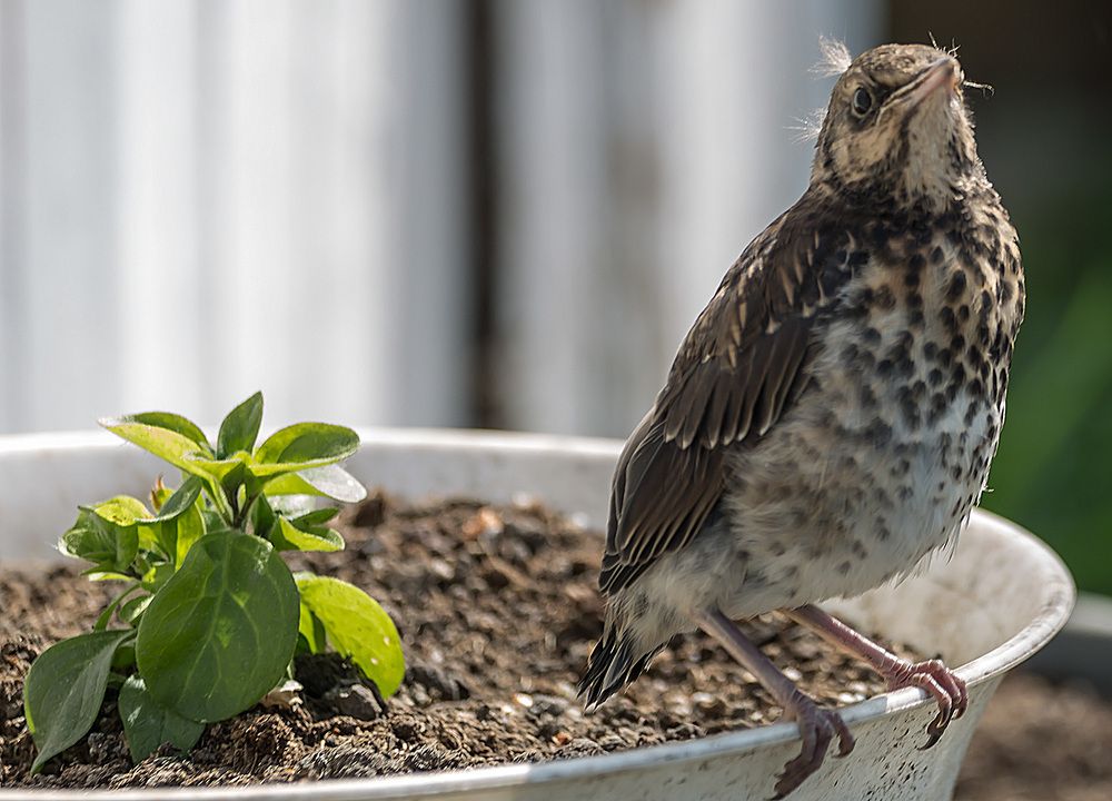 Photograph by Борис Платицин