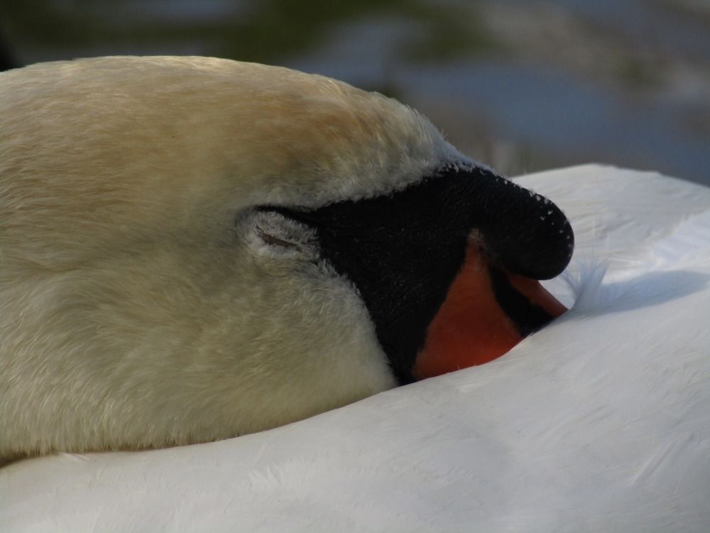 Photograph by Раиса Николаева