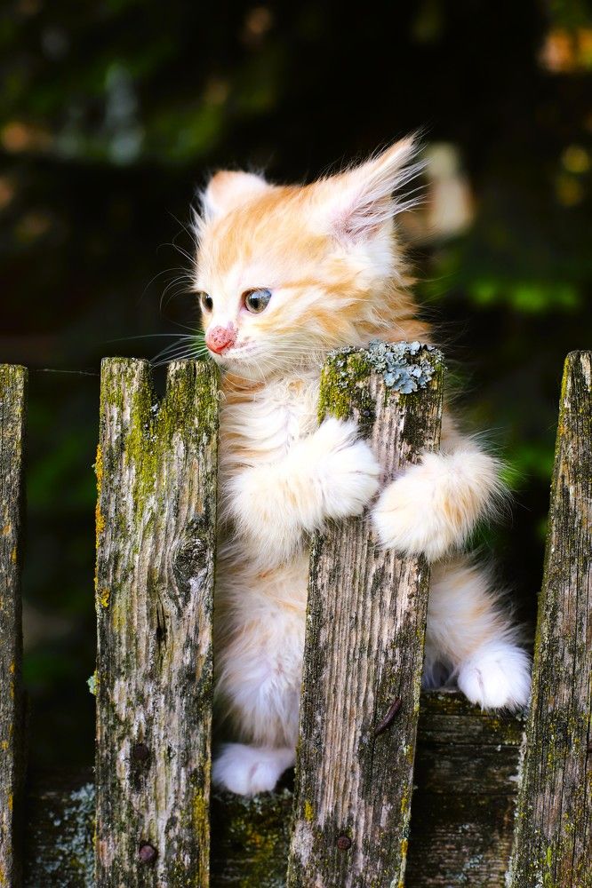 Фотография автора Михаил Лупина