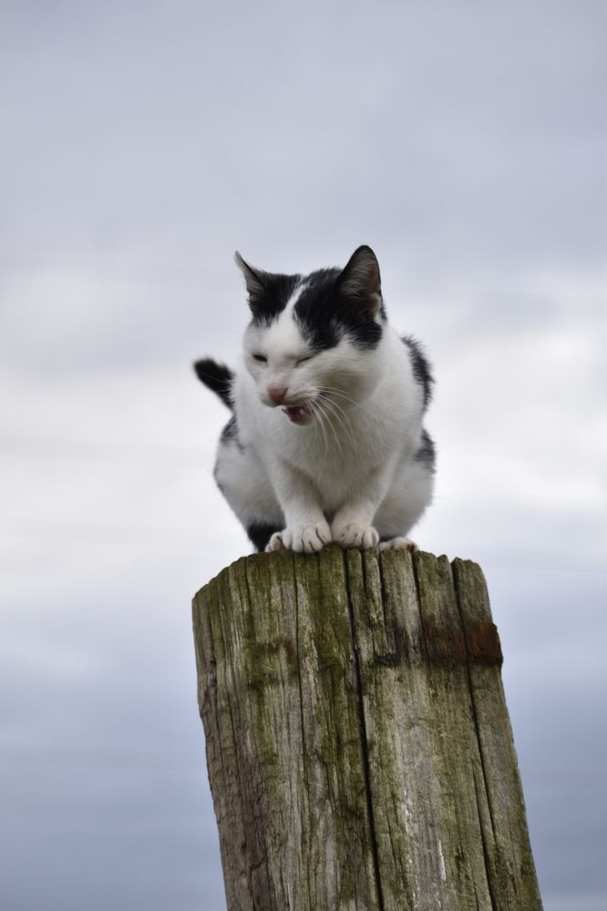 Фотография автора Daniela Stanojkovska