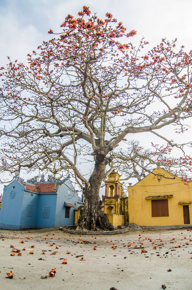 Photograph by Ninh Quốc Trịnh