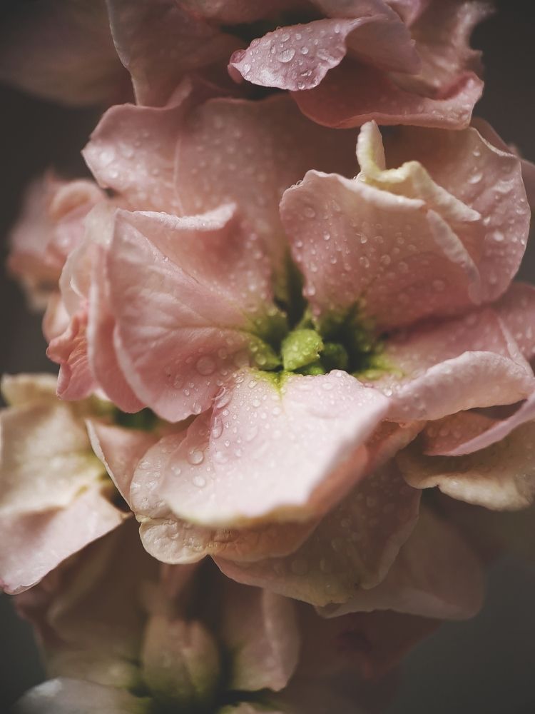 Photograph by Victoria Stoliarenko