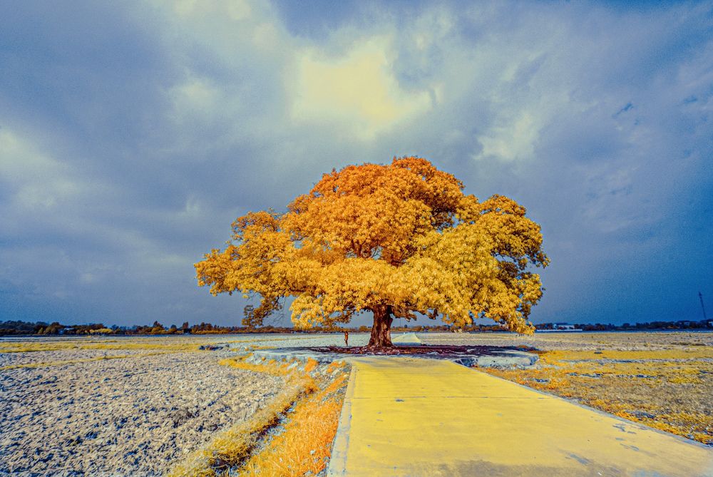 Photograph by Vuong Bui