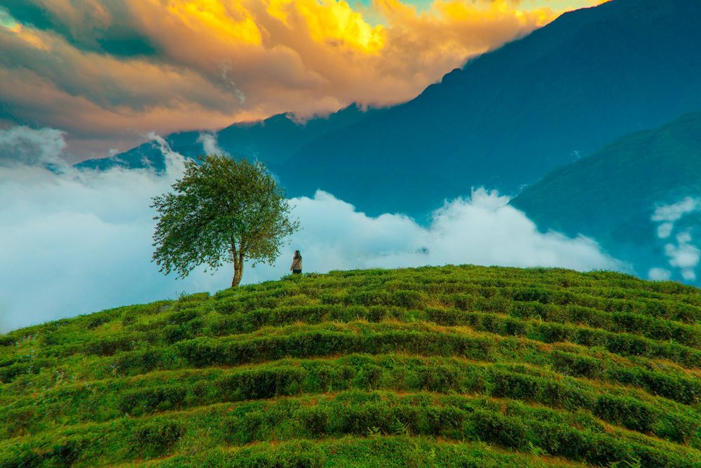 Photograph by Vuong Bui