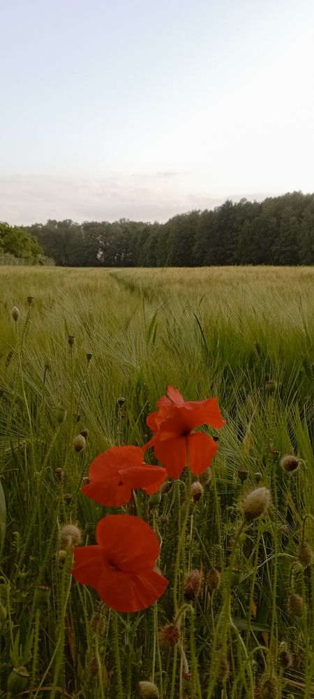Photograph by Ярослава Синцова