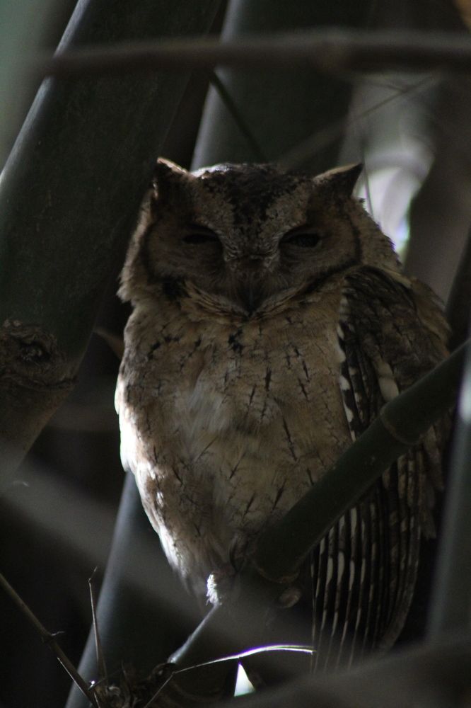 "Nocturnal beauty" Indian Scops Owl