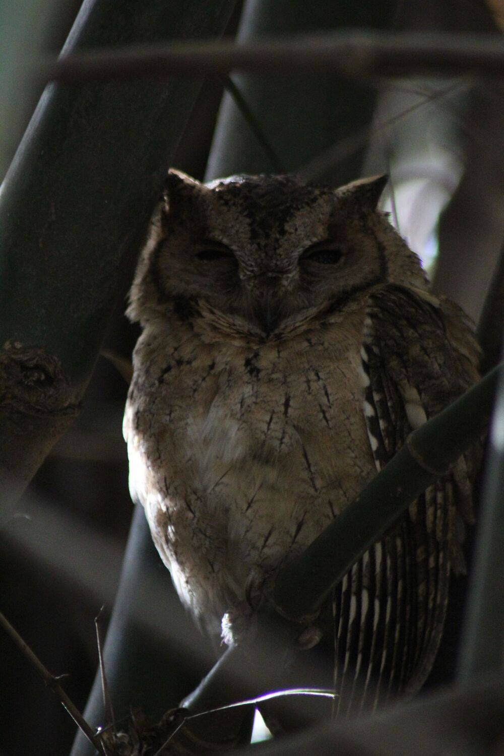 "Nocturnal beauty" Indian Scops Owl