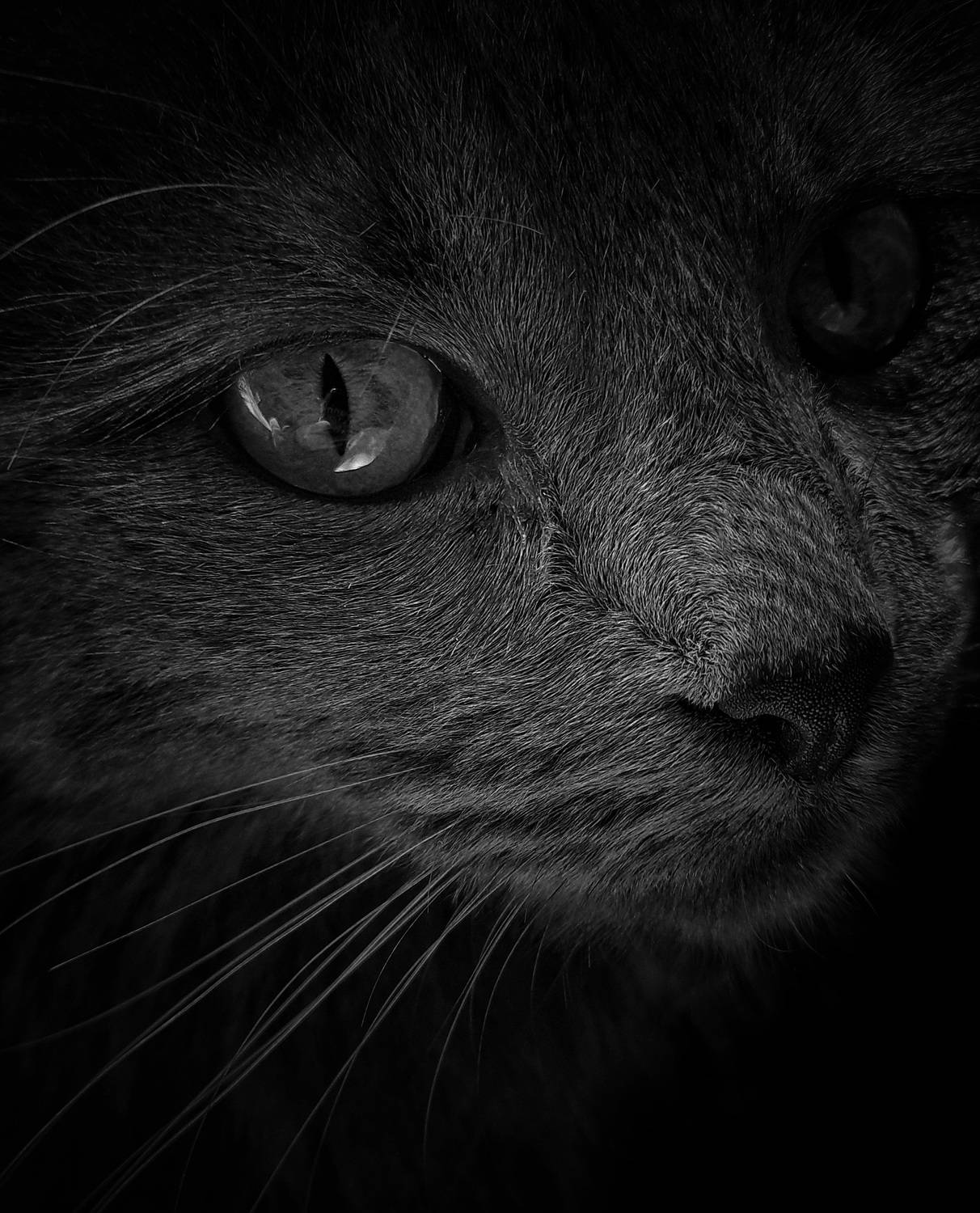 Photo #10684929
