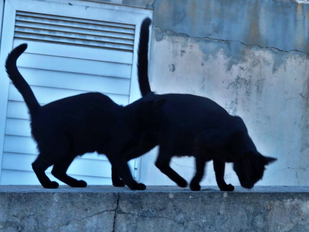Silhouettes in one