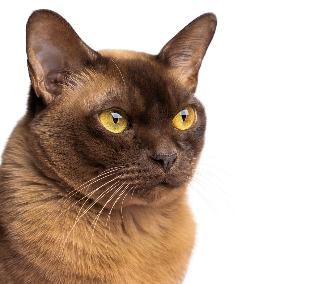 Фотография автора Елена Кабенкина