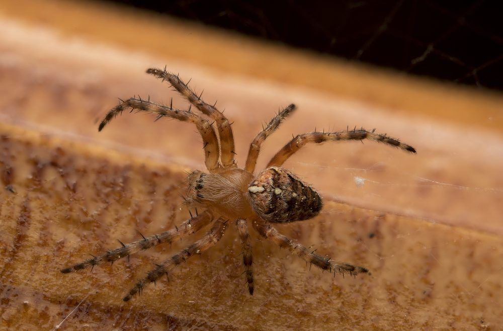 Photograph by Сергей Белов