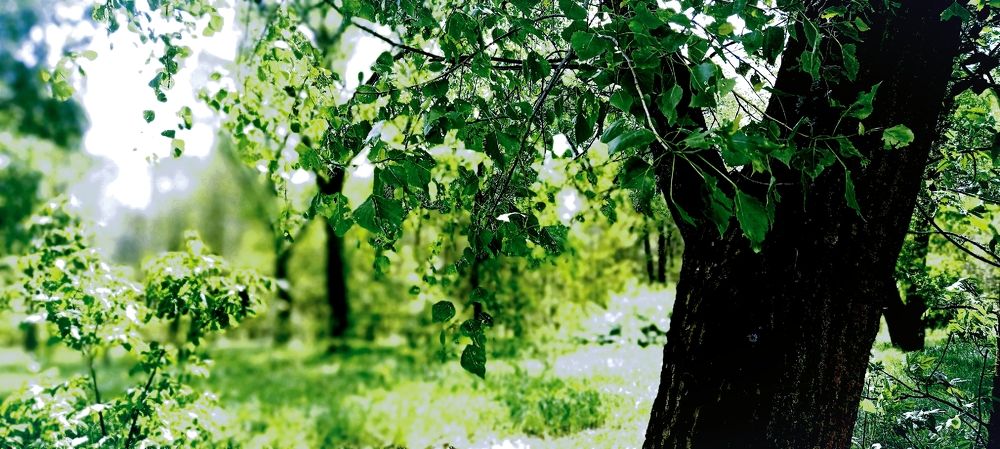 Photograph by Mishel Photographer