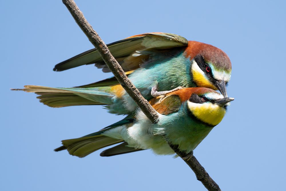 Фотография автора Алексей Савельев