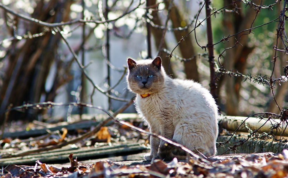 Photograph by Oleg Kabanets