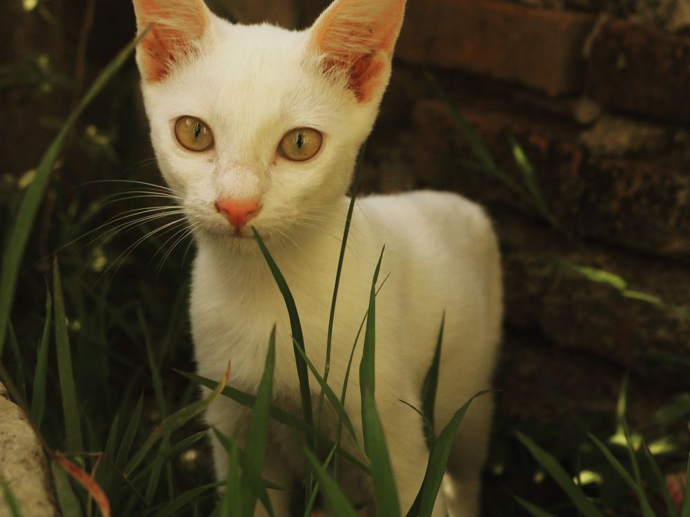 Photograph by Deasy Junita Dhani Hidayana