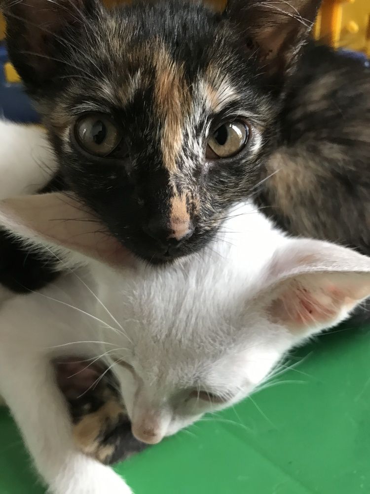 Photograph by Deasy Junita Dhani Hidayana