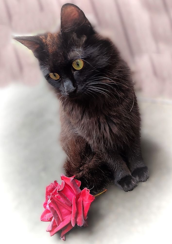 А роза упала на лапу Азора / And the rose fell on Azor's paw