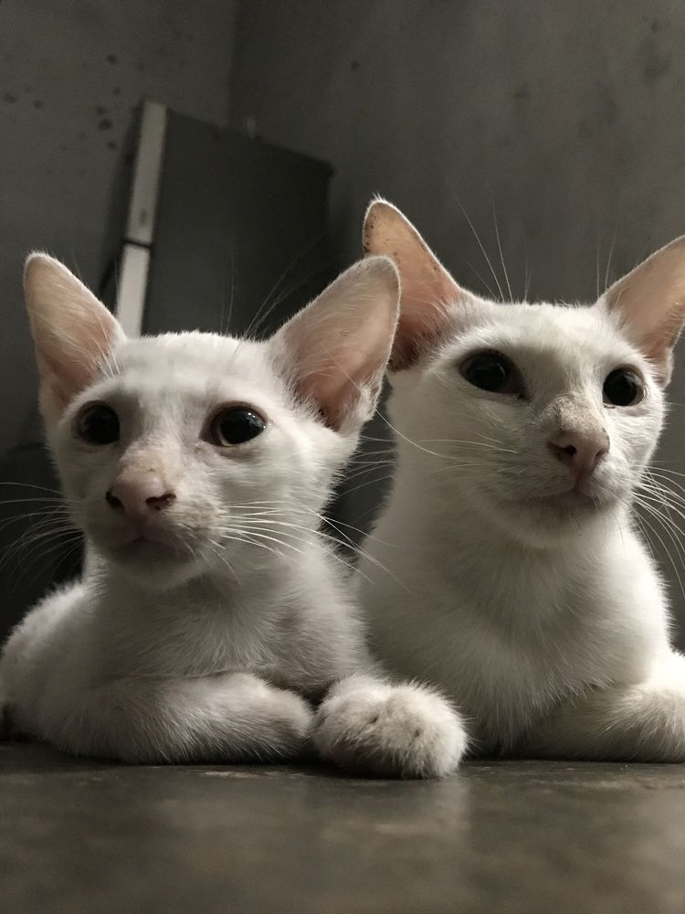 Photograph by Deasy Junita Dhani Hidayana