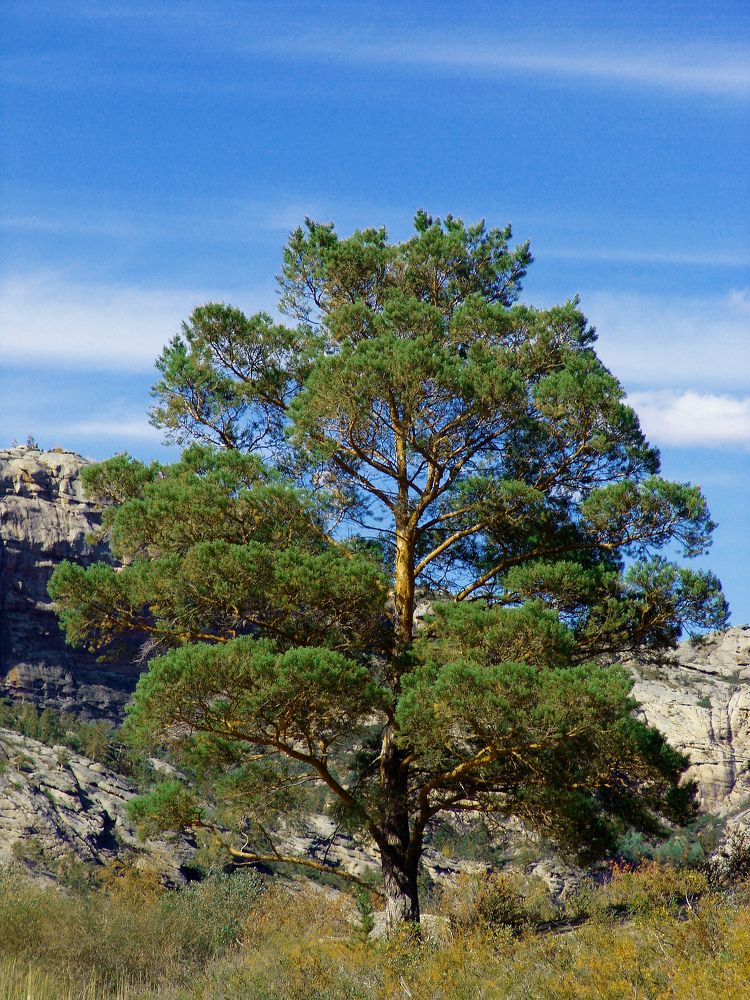 Photograph by Михаил Максимов