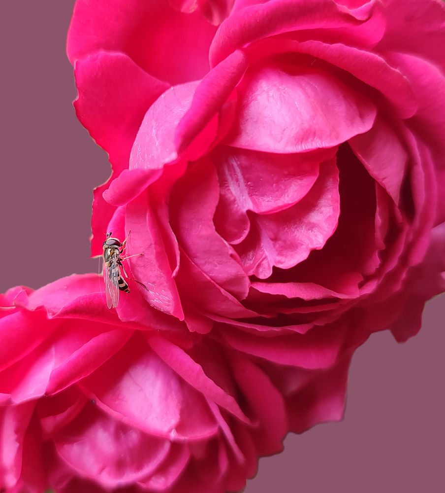 Маленькая золотая брошка / A Small Gold Brooch