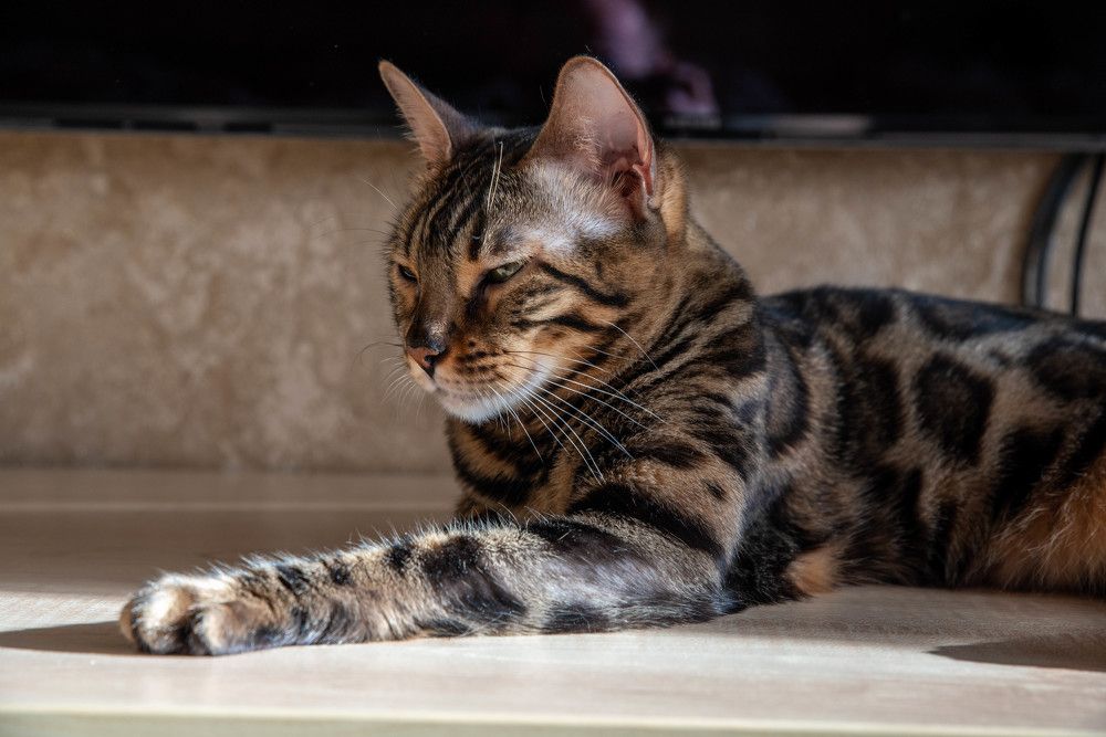 Фотография автора Сергей Чесноков